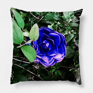 Blue Camellia 401 Pillow