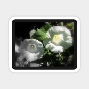 morning glory 2 Magnet