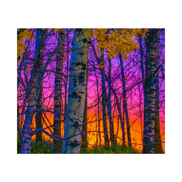 A Vibrant sunset thru the trees. by StevenElliot