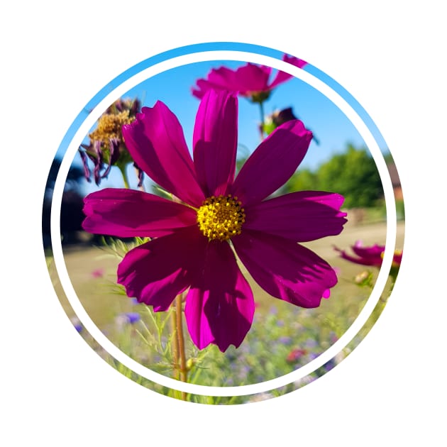 Cosmos Wildflowers Nature Circle by ellenhenryflorals