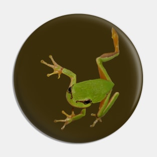 European Green Tree Frog Isolated Pin