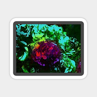 Rose of Roses Magnet