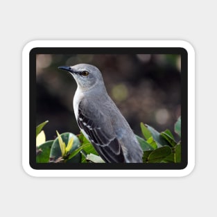 State Bird Northern Mockingbird Magnet