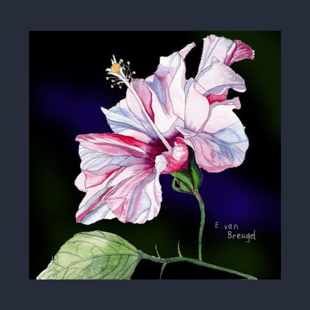 Pale Pink Hibiscus against a dark background by esvb