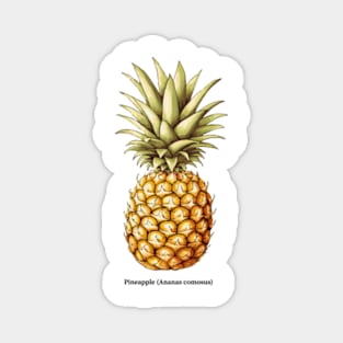 Botanical illustration of Pineapple (Ananas comosus) Magnet