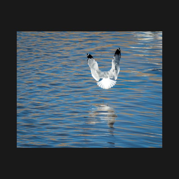 Ring Billed Gull in Landing Position by Debra Martz by Debra Martz