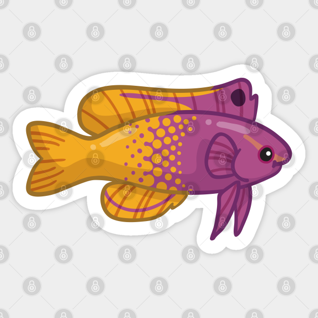 royal gramma fish