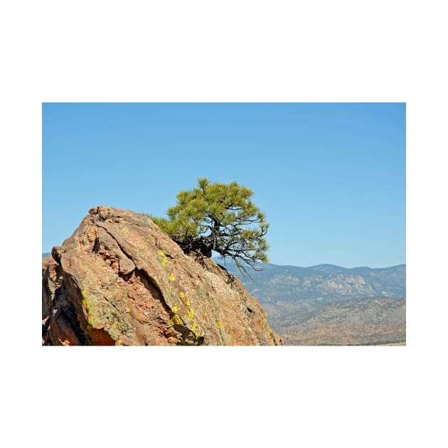 Shrub and Rock at Canon City by bobmeyers