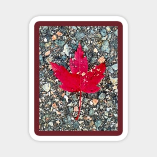 Red Maple Leaf Magnet