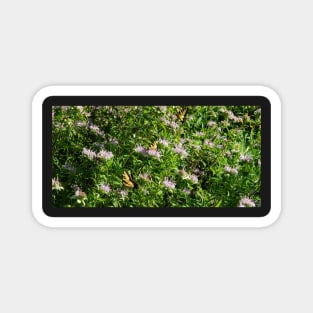 Flowers & Monarch Butterfly - Deep Summer Blooms Magnet