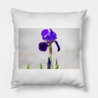 Iris in the Park by Debra Martz Pillow