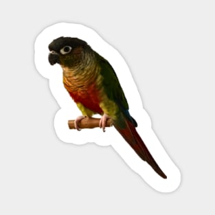 Green Cheek Conure Parrot Bird design, Love for birds Magnet