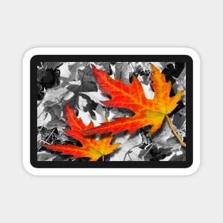 Maple Leaves Magnet