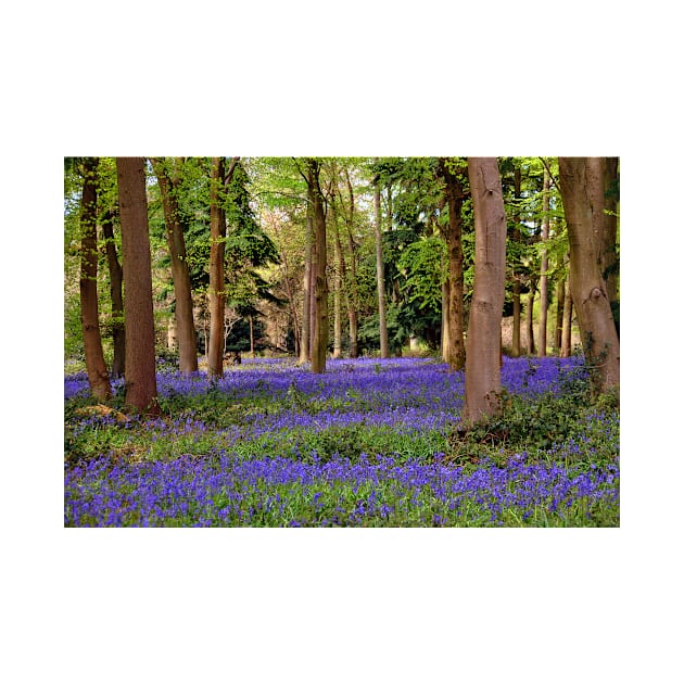 Bluebells Bluebell Woods Basildon Park Berkshire by AndyEvansPhotos