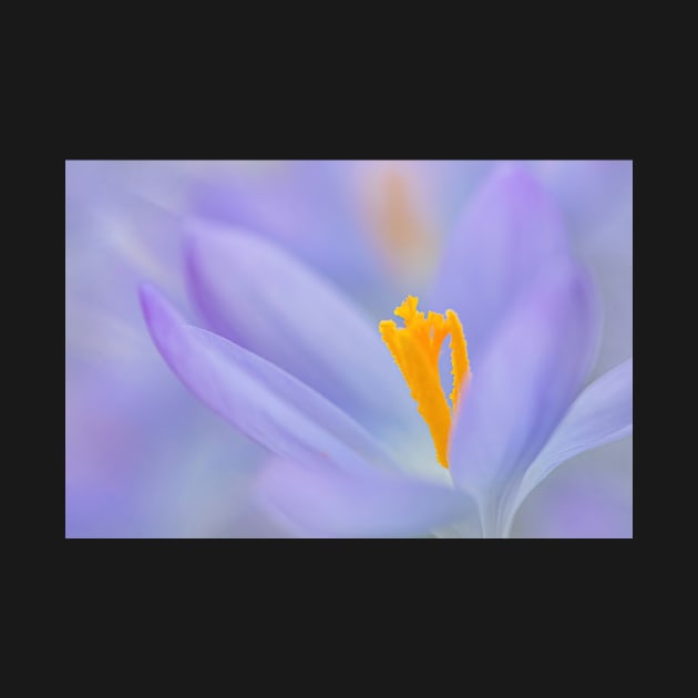 Crocus close-up by TonyNorth