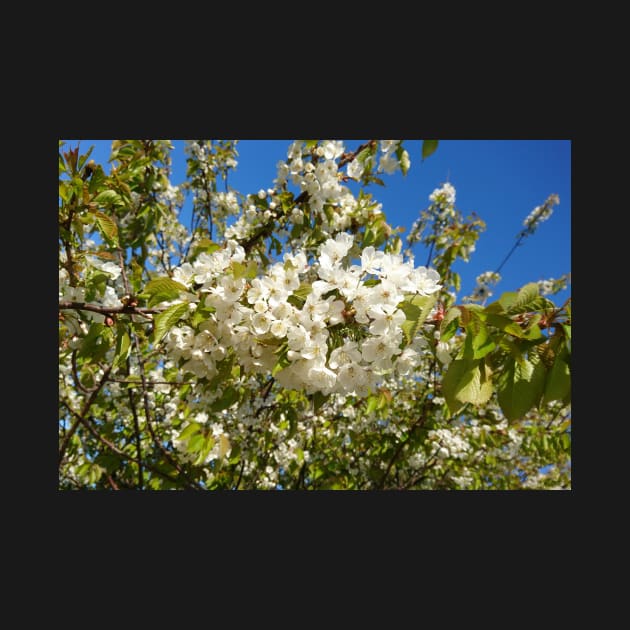 White blossom, blue sky by bettyretro