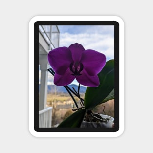 Orchid in bloom Magnet