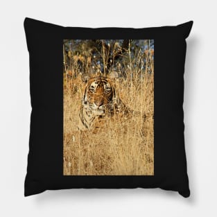 Sub-Adult Male Bengal Tiger Pillow