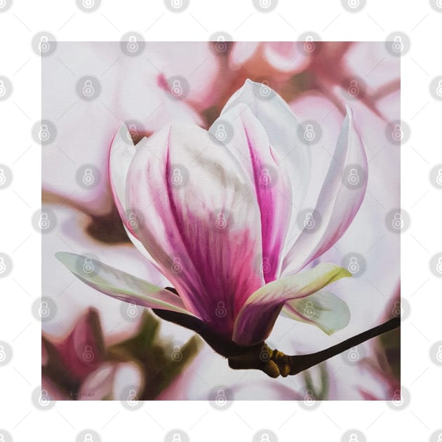 Magnolia - spring blossom in pink! by EmilyBickell