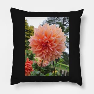 Pale Orange Dahlia Pillow