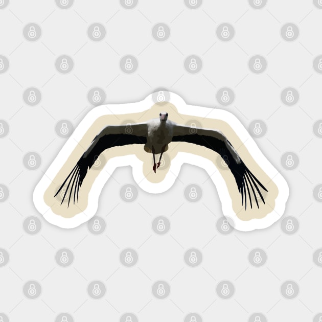 White Stork (Ciconia ciconia) Bird Wings Flapping Vector Magnet by taiche