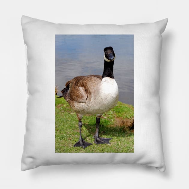 Canada Goose Canadian Geese Wild Bird Pillow by AndyEvansPhotos