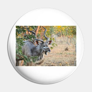 Male Kudu Close Up, Botswana, Africa Pin