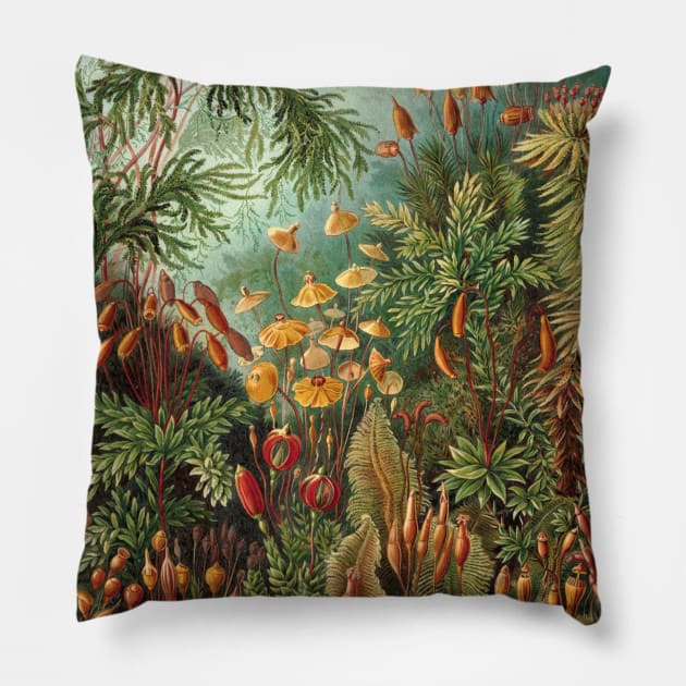 Tropical Moss Muscinae by Ernst Haeckel Pillow by MasterpieceCafe