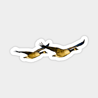 Incoming Canada Geese Magnet