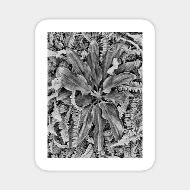 Waikiki Floral Study 5 Magnet by bobmeyers