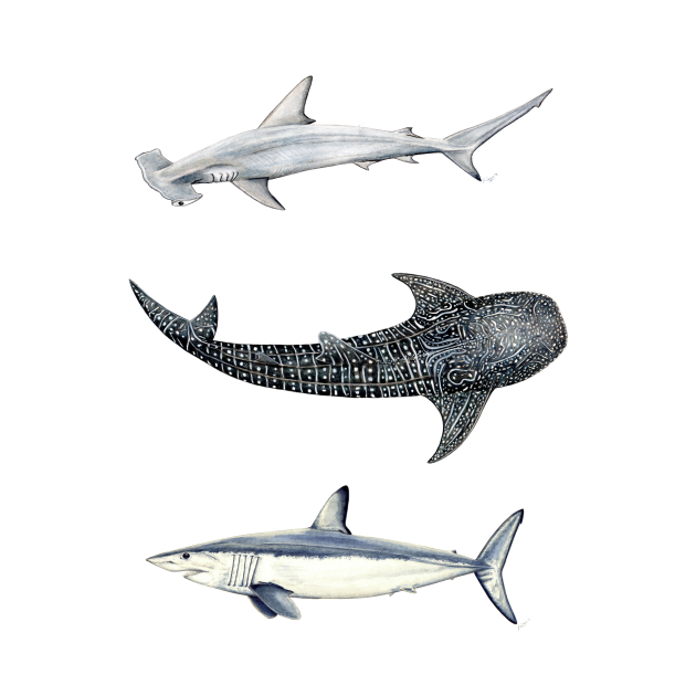 Discover Shark trio: hammerhead shark, mako shark and whale shark - Sharks - T-Shirt