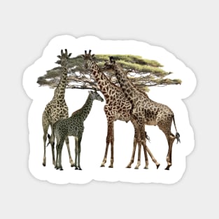 Giraffe - Family on Safari in Kenya / Africa Magnet