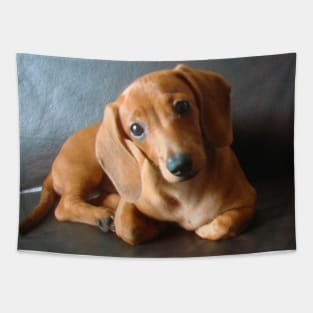 lily dachshund tekel puppy Tapestry