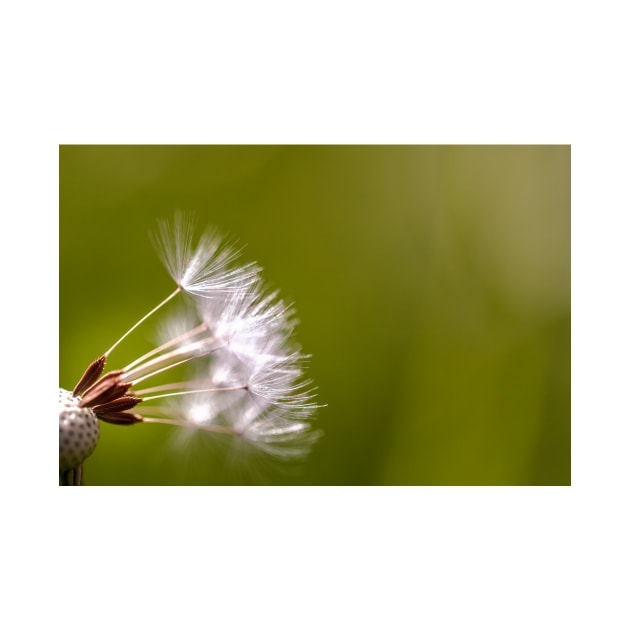 Close-up of dandelion seeds by blossomcophoto