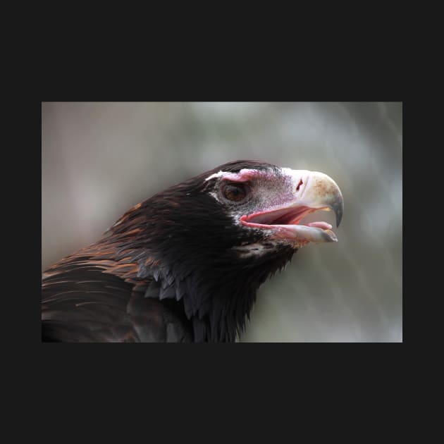 Wedge-Tailed Eagle by Carole-Anne