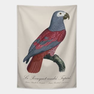 Le Perroquet Cendre Tapire Parrot - 19th century Jacques Barraband Illustration Tapestry