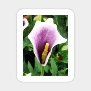 Purple Calla Lily Magnet