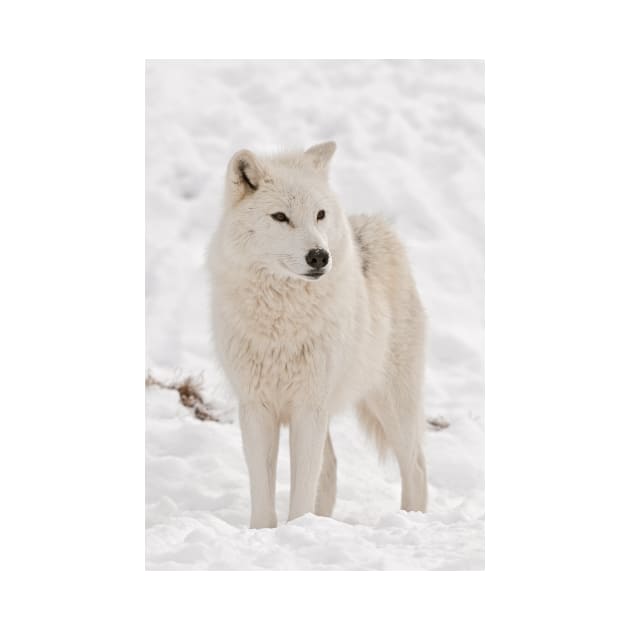 Arctic Wolf by jaydee1400