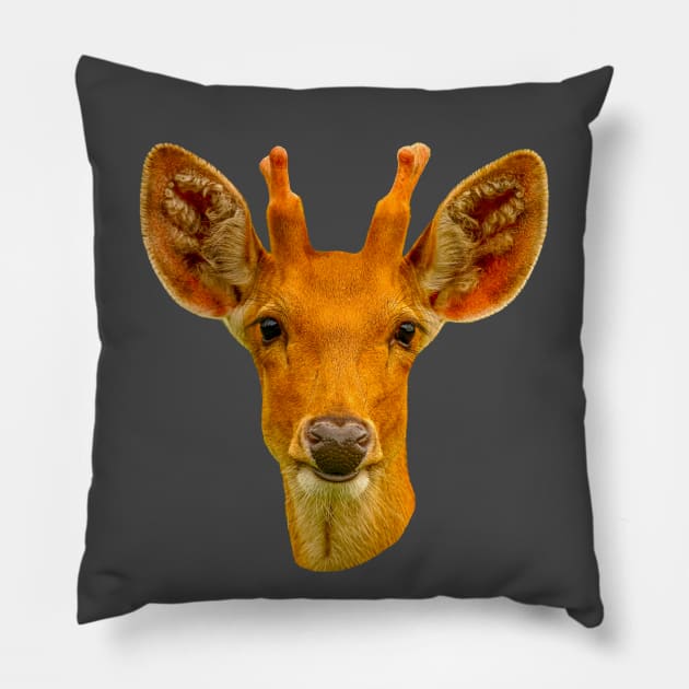 Barasinga deer Pillow by dalyndigaital2@gmail.com