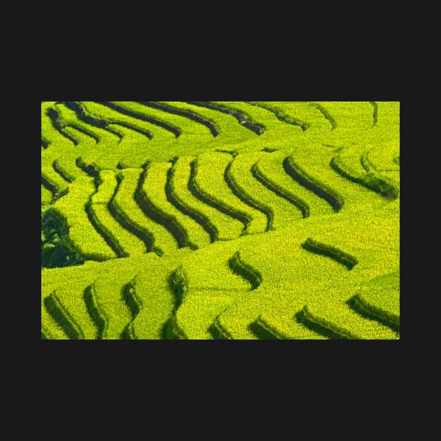 Rice Terrace2. by bulljup