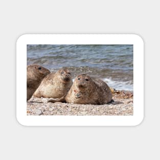 Three common seals at Portgordon Scotland Magnet