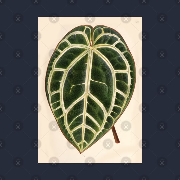 Anthurium crystallinum - L'illustration horticole - Botanical Illustration by chimakingthings