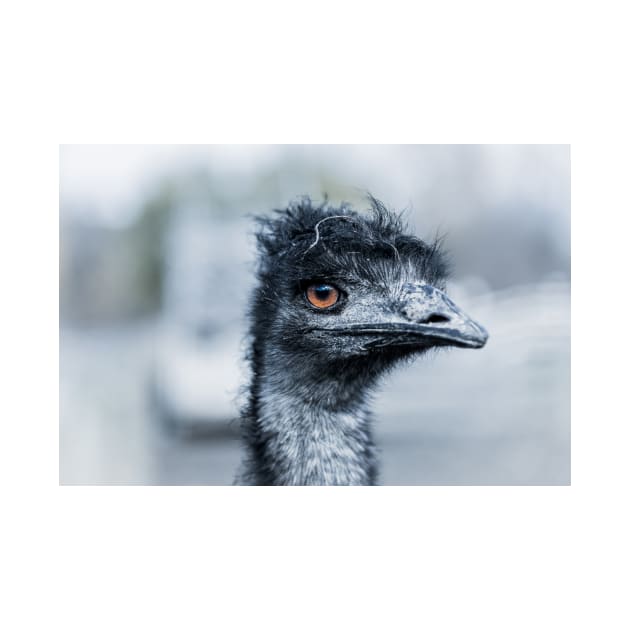 Portrait of a Pet Emu by Amy-K-Mitchell