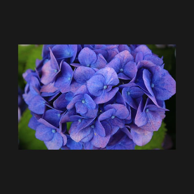 Blue hydrangea by SteffaniLehmann