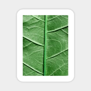 Veined Green Leaf Magnet