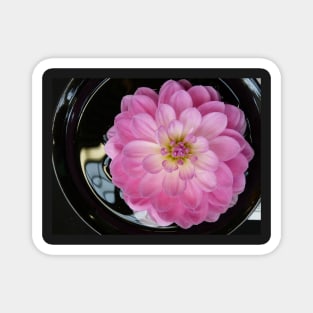 Dahlias #3 Magnet