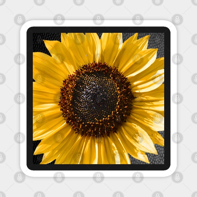 Sunflower Graphic Art Design Yellow & Brown Close-Up Flower face masks, Phone Cases, Apparel & Gifts Magnet by tamdevo1