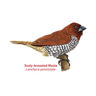 Scaly-breasted Munia | Lonchura punctulata T-Shirt