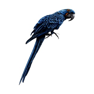 Hyacinth macaw T-Shirt