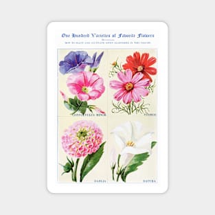 Flower watercolor illustration (1915) Magnet